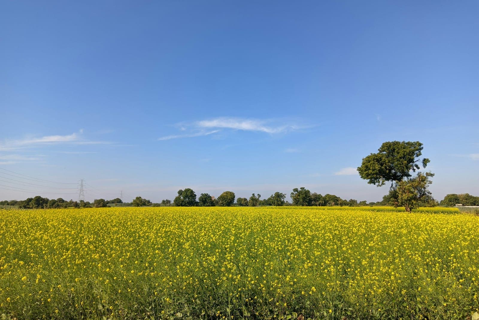 Representative image for Civil Lines Phase-1, Dholera: open, flat farmland in Gujarat