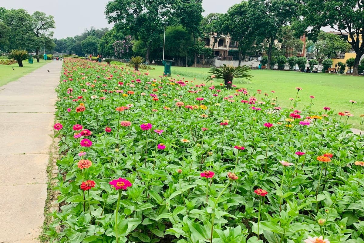 Representative image for Ganga Rivera: a flower park beside a walking path